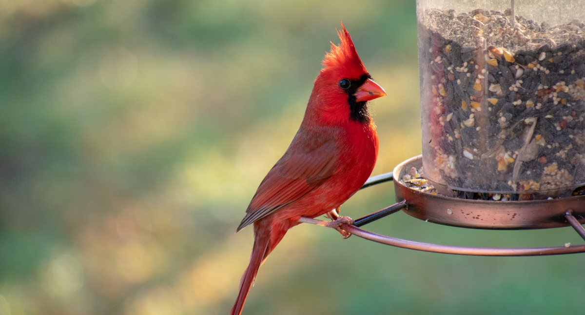 Fall Bird Feeding Tips English Gardens fall-bird-feeding-tips-english-gardens