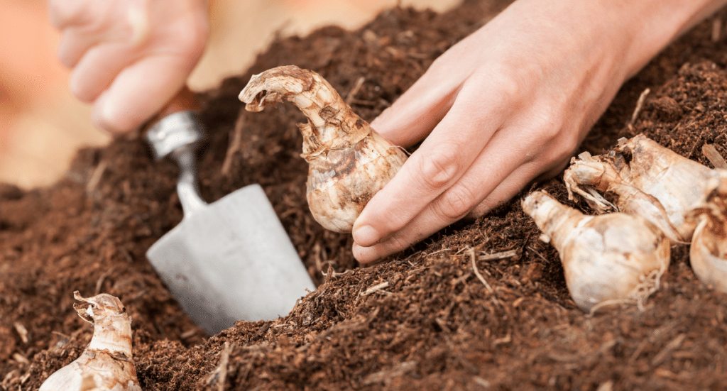 Tips for Planting Spring-flowering Bulbs