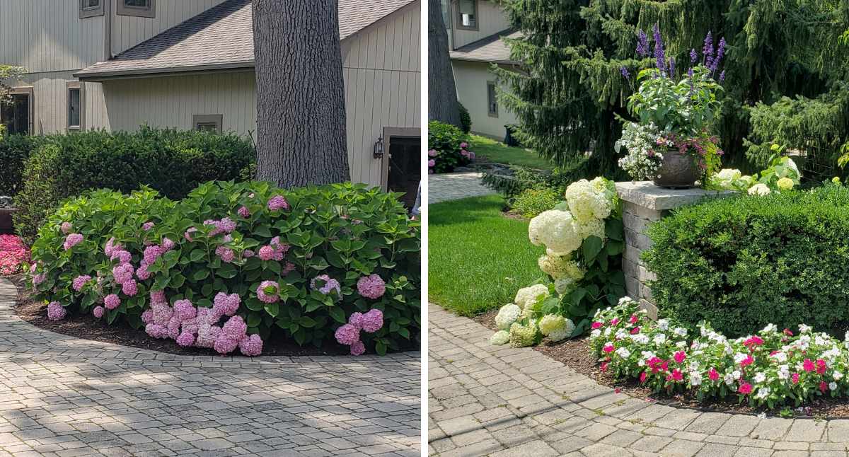 How do I fix Hydrangea Flop? English Gardens