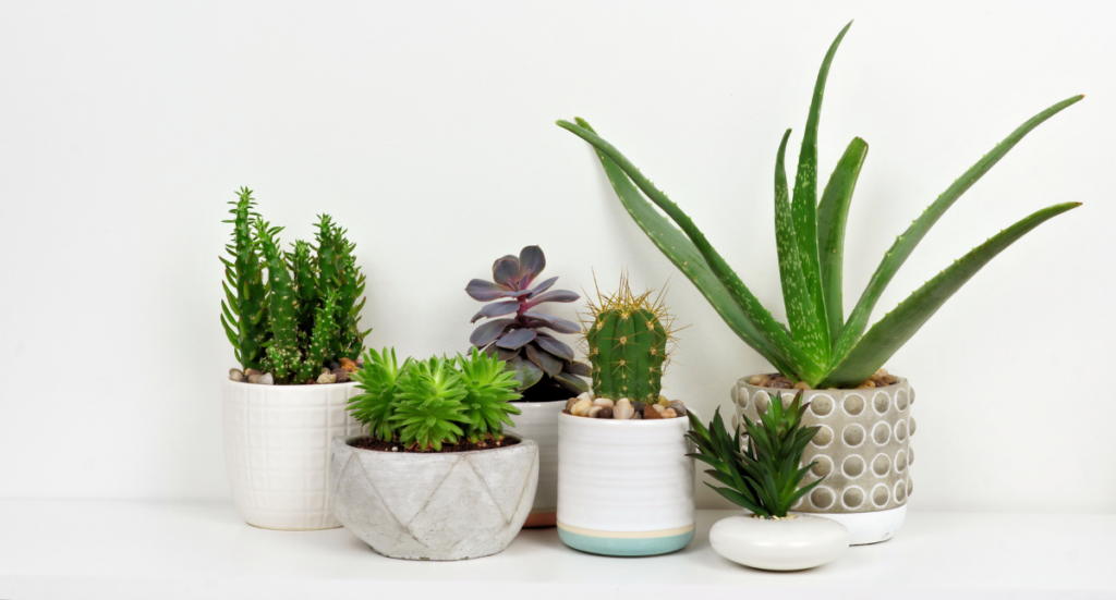 Glossary of House Plant Care Terms