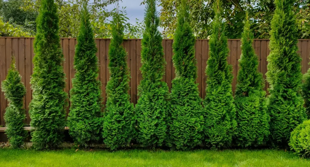 Planting a Healthy Arborvitae Hedge