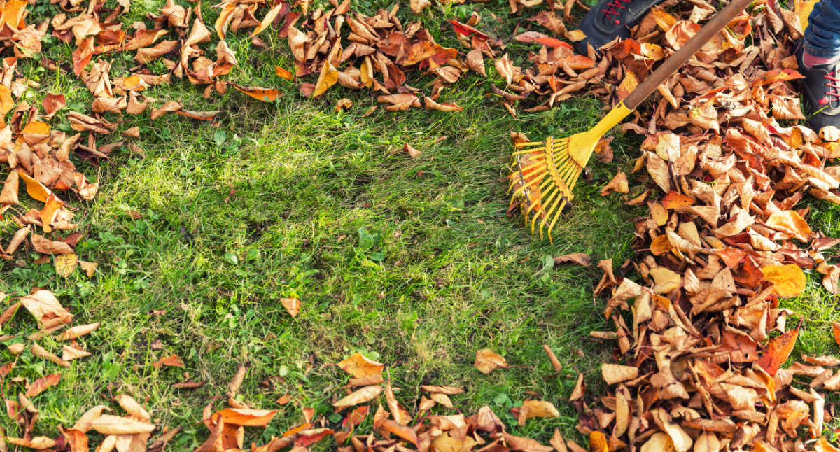 November Gardening Tips