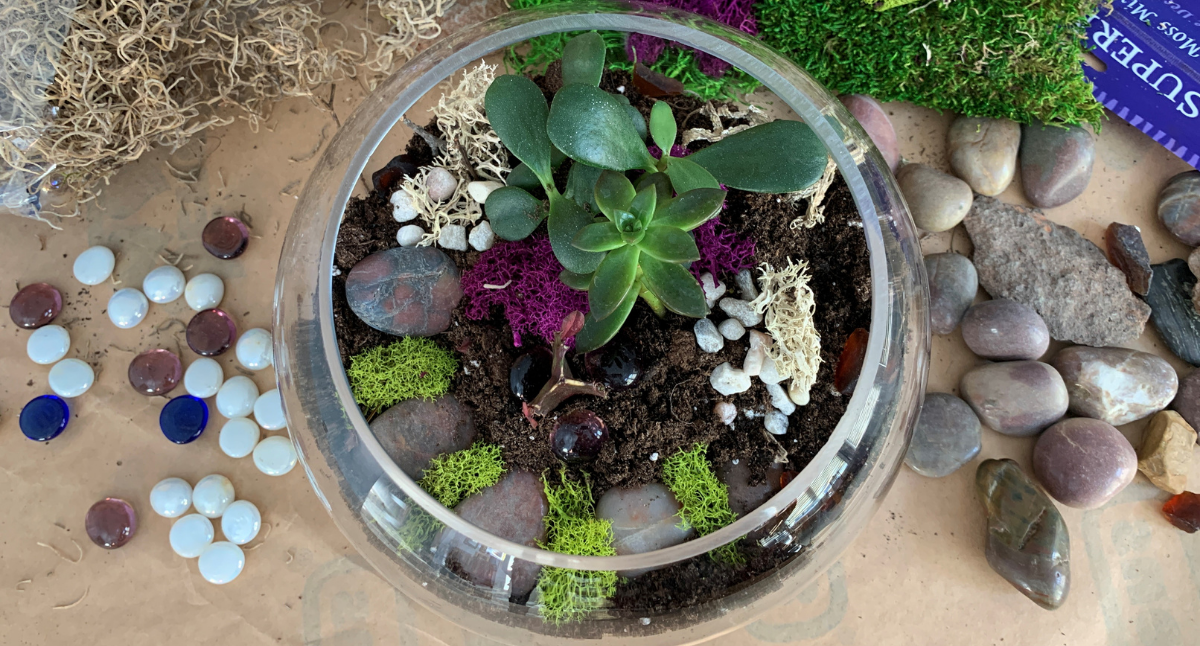 How to Create a Terrarium English Gardens