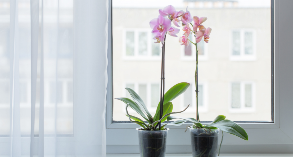 Fun Facts About Orchids