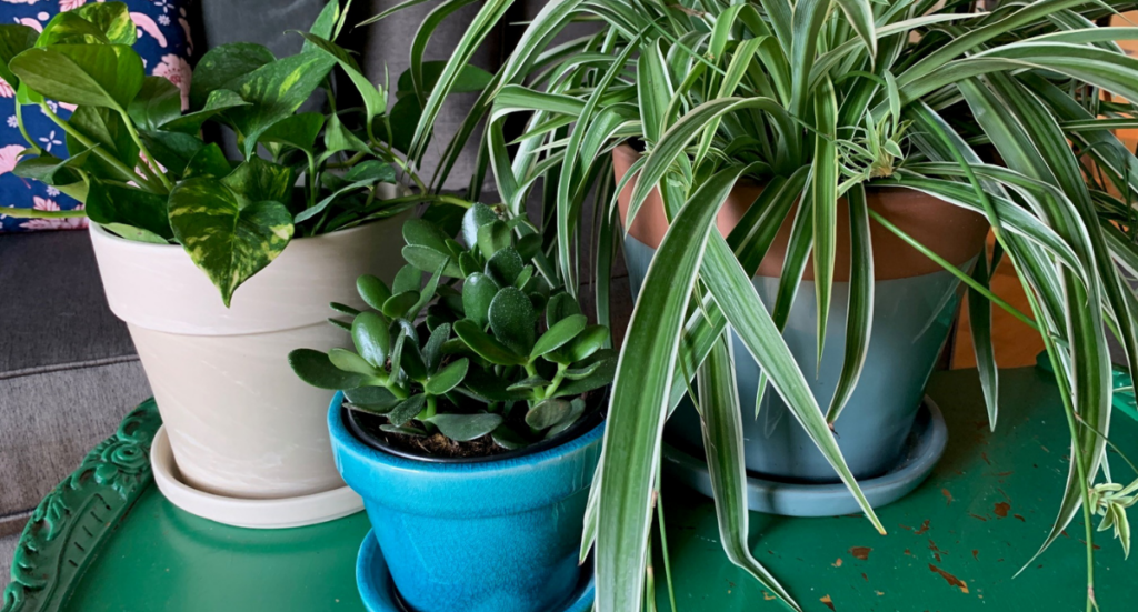 Easy Plants to Add to Your Family