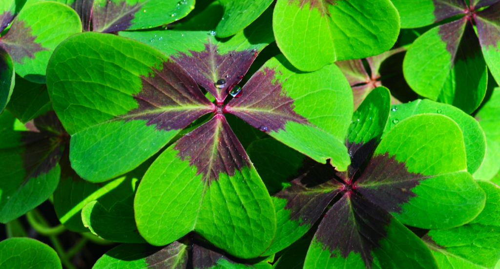 How to Care for your Shamrock