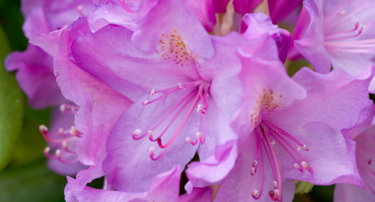 10 Easter Plants
