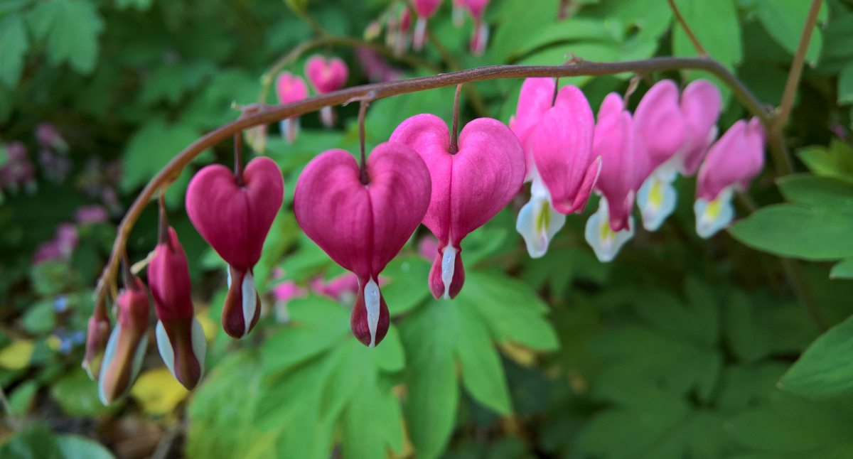 Plant Spotlight