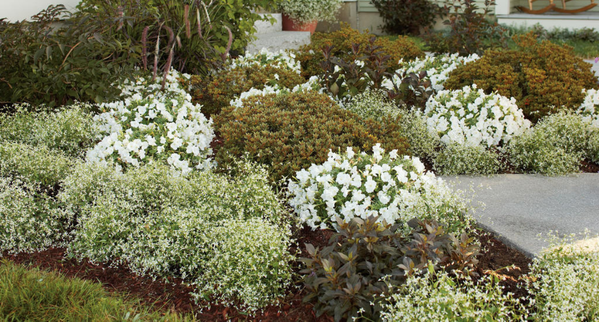 Eco-Friendly Gardening with Proven Winners