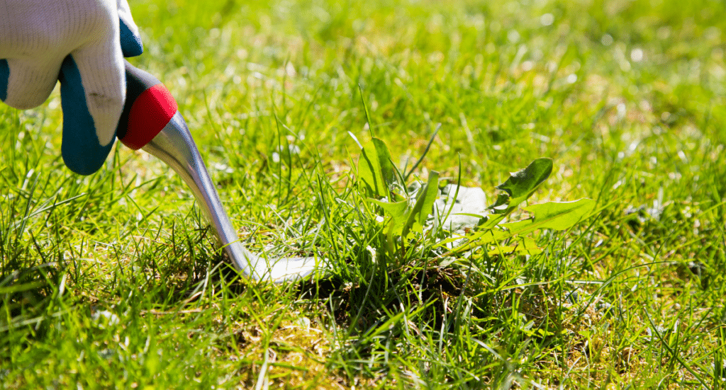 6 Tips to Easily Keep your Yard and Garden Weed-free
