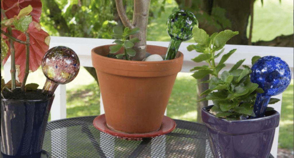 Tips for Watering Your Plants While You’re Away