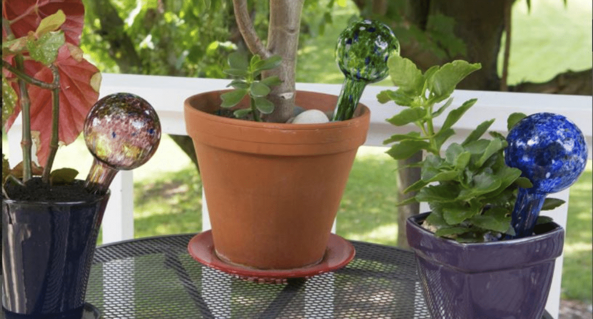Vacation Watering