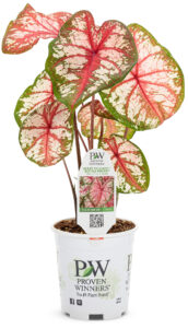 Proven Winners Caladium Heart to Heart Bottle Rocket