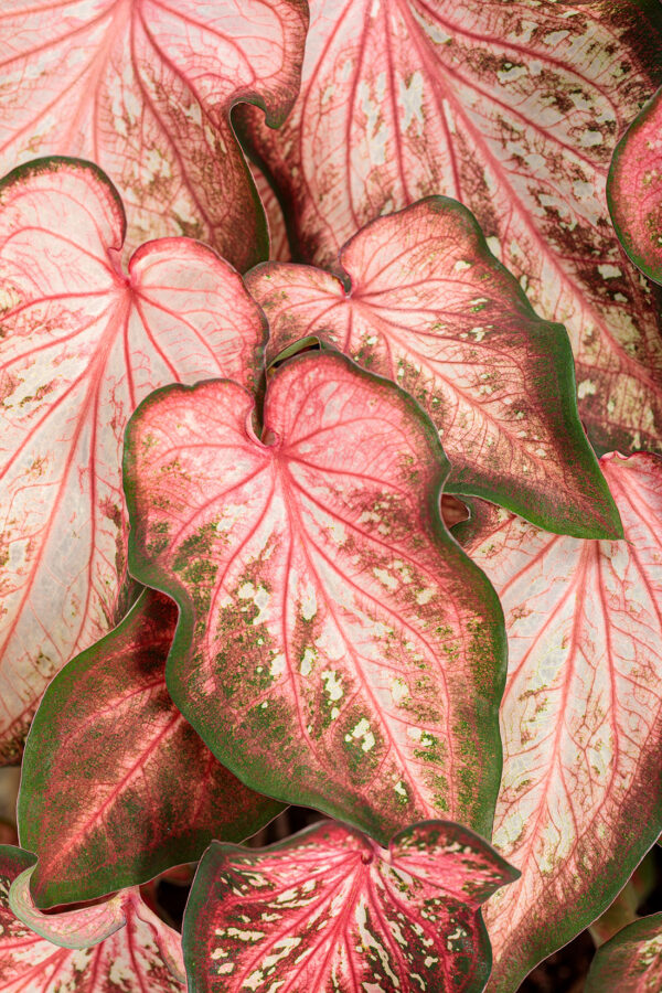 Proven Winners Caladium Heart to Heart Caribbean Coral