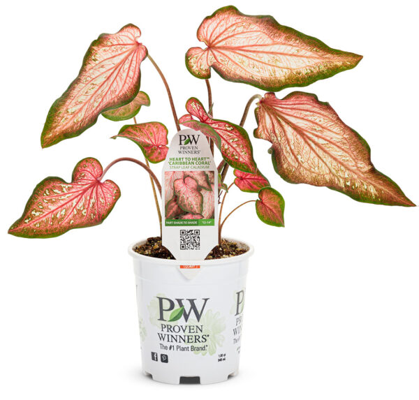 Proven Winners Caladium Heart to Heart Caribbean Coral