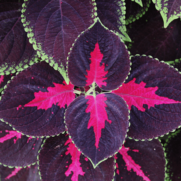 DeerResistant Plants English Gardens