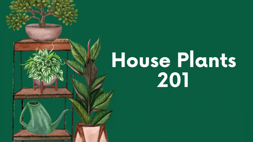 House Plants 201