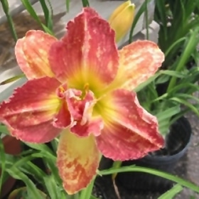Longfield's Twins Daylily #1.5 gallon pot