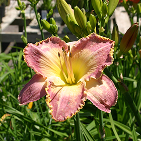 Spiritual Corridor Daylily #2 gallon pot