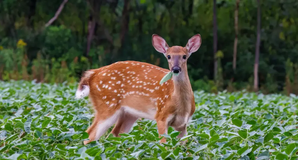 Deer-Proof Your Garden