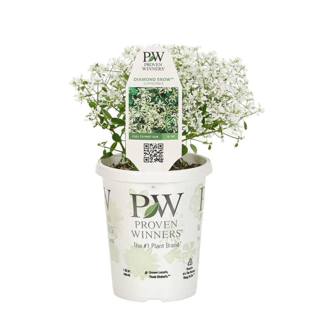 Get Euphorbia Diamond Snow Proven Winners in MI at English Gardens