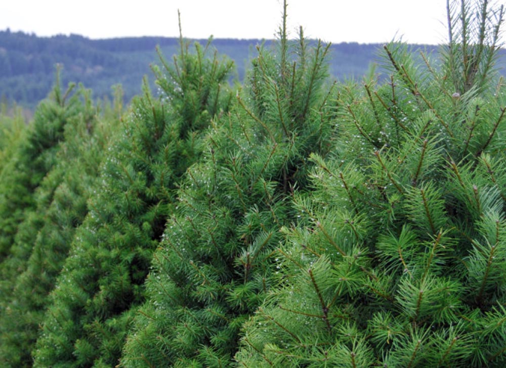 EnglishGardensChristmasTrees English Gardens