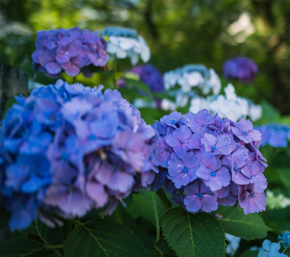 EnglishGardensGardenPlants English Gardens