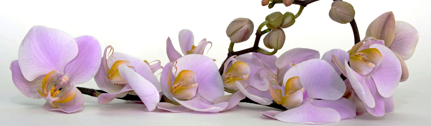 When To Repot Your Orchid