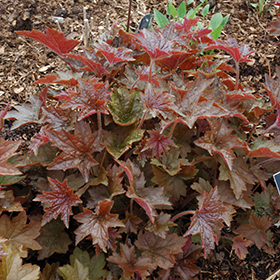 Palace Purple Coral Bells #2 gallon pot