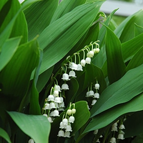 Lily-Of-The-Valley #1 gallon pot