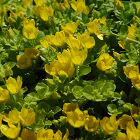 Creeping Jenny #1 gallon pot
