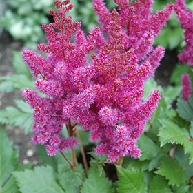 Visions Astilbe #2 gallon pot