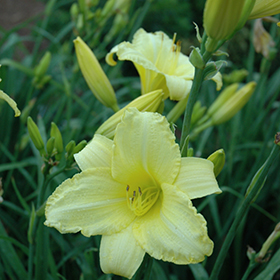 Happy Ever Appster Happy Returns Daylily #2 gallon pot