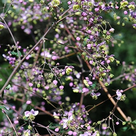 Rochebrun Meadow Rue #3 gallon pot