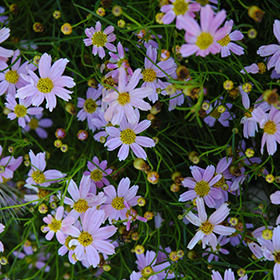 Pink Tickseed #1 gallon pot