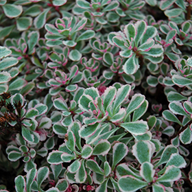 Tricolor Stonecrop super 6-pack tray