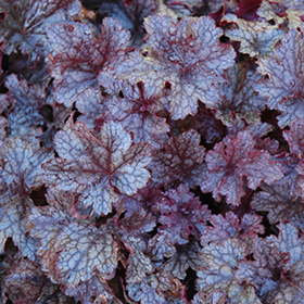 Plum Pudding Coral Bells #1 gallon pot