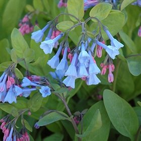Virginia Bluebells #1 gallon pot