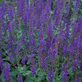 May Night Sage #1.5 gallon pot