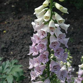 Camelot Lavender Foxglove #3 gallon pot