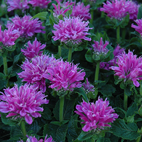 Petite Delight Beebalm #1 gallon pot