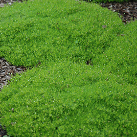 Irish Moss super 6-pack tray