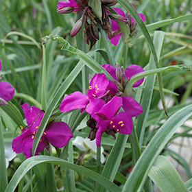 Red Grape Spiderwort #1 gallon pot