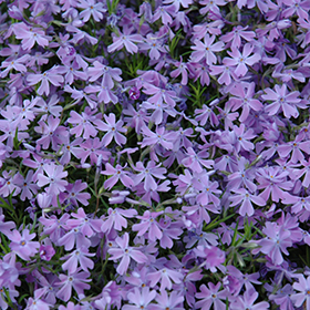 Emerald Blue Moss Phlox super 6-pack tray