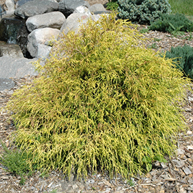 King's Gold Falsecypress #2 gallon pot