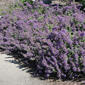 Walker's Low Catmint #1 gallon pot