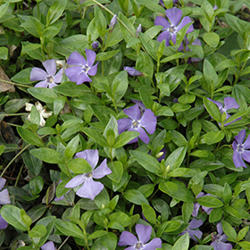 Common Periwinkle super 6-pack tray