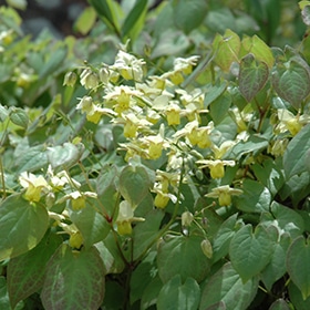 Yellow Barrenwort #1 gallon pot