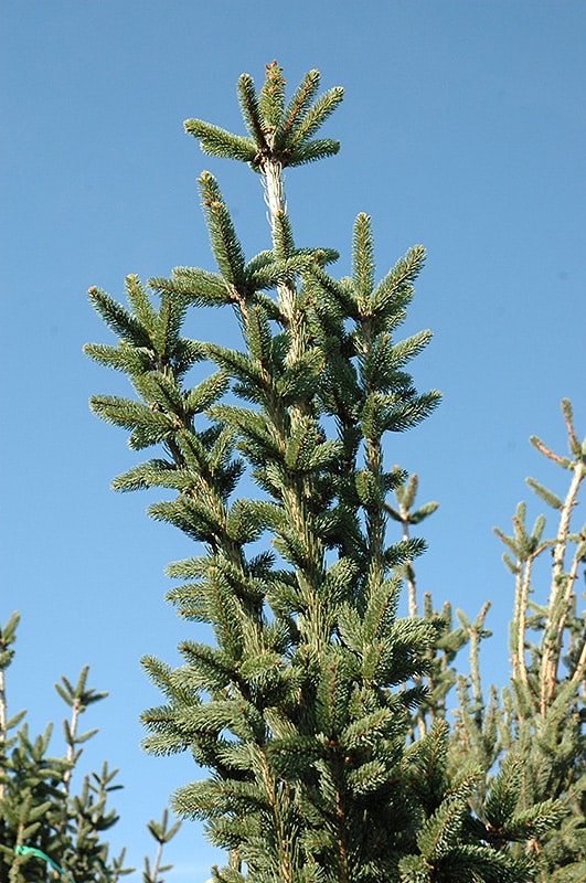 Get Columnar Norway Spruce In Mi At English Gardens Nurseries Serving Clinton Township Dearborn Heights Eastpointe Royal Oak West Bloomfield And The Plymouth Ann Arbor Michigan Areas