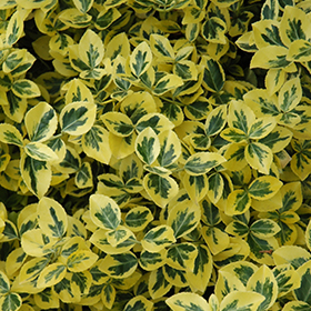 Emerald 'n' Gold Wintercreeper #1 gallon pot